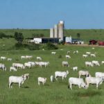 Fazenda de pecuária de corte no Brasil com gado nelore e equipamentos inovadores, representando simulador da Embrapa e Inovatech.