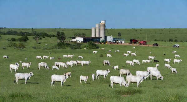 Fazenda de pecuária de corte no Brasil com gado nelore e equipamentos inovadores, representando simulador da Embrapa e Inovatech.
